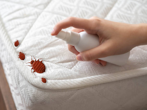 Best Termite Control Services  in New Britain, CT