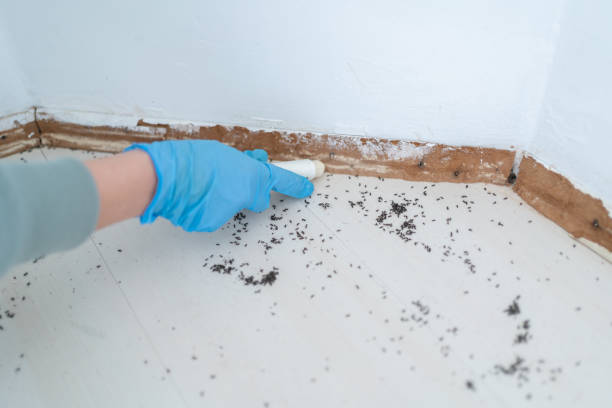 Best Emergency Pest Control  in New Britain, CT